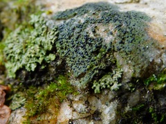 Scoliciosporum umbrinum