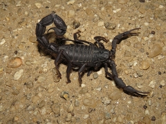 Parabuthus villosus