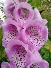 Digitalis