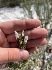 Conradina brevifolia