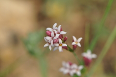 Asperula