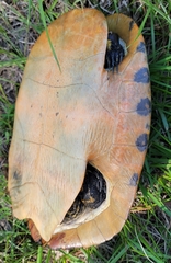 Pseudemys floridana