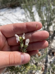 Conradina brevifolia