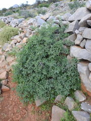 Anagyris foetida