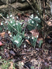 Galanthus