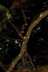 Paubrasilia echinata