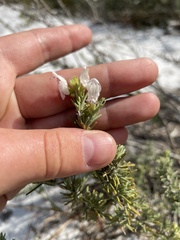Conradina brevifolia