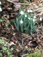 Galanthus
