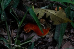 Paubrasilia echinata