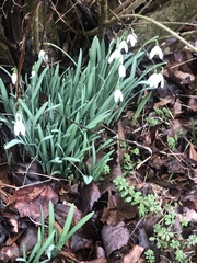 Galanthus