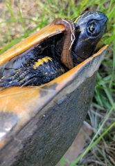 Pseudemys floridana