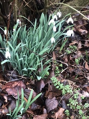 Galanthus