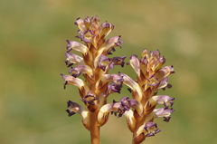 Orobanche cernua