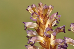 Orobanche cernua