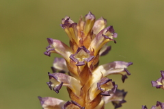 Orobanche cernua