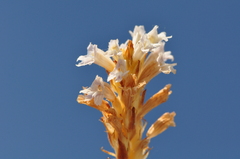 Phelipanche heldreichii