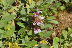 Salvia multicaulis