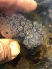 Ambystoma jeffersonianum