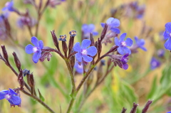 Anchusa azurea