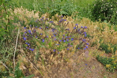 Anchusa azurea