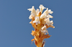 Phelipanche heldreichii