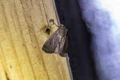 Proteuxoa hypochalchis