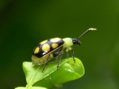 Diabrotica regalis