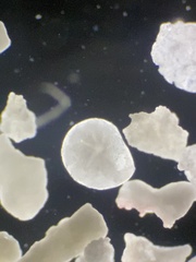 Lituolida