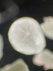 Lituolida