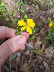 Hypericum microsepalum
