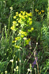 Euphorbia iberica