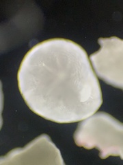 Lituolida