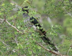 Clamator levaillantii