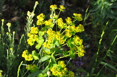 Euphorbia iberica