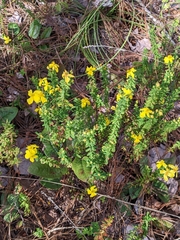 Hypericum microsepalum