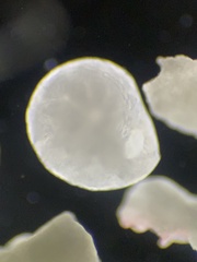 Lituolida