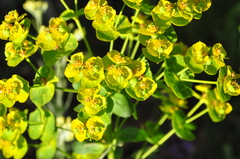 Euphorbia iberica