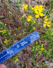 Hypericum microsepalum
