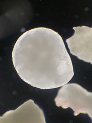 Lituolida