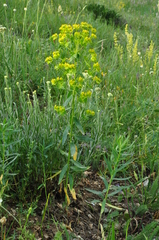 Euphorbia iberica