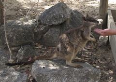 Petrogale mareeba