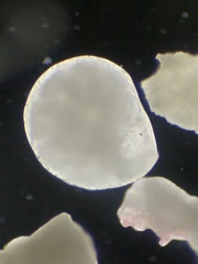 Lituolida