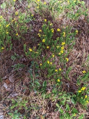 Hypericum microsepalum