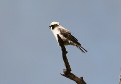 Eurocephalus anguitimens