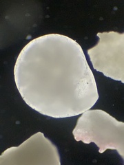 Lituolida