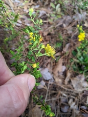 Hypericum microsepalum