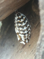 Melitaea didyma
