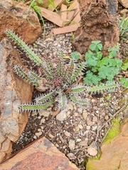 Euphorbia sekukuniensis