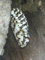 Melitaea didyma
