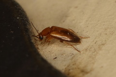 Allopoda